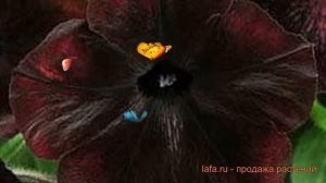 Петуния мультифлора Дебонаир Блек Черри ? обзор: как сажать, семена петунии Дебонаир Блек Черри