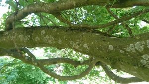 Бук обыкновенный вертикальный (дат. Søjlebøg, лат. Fagus sylvatica 'Fastigiata')