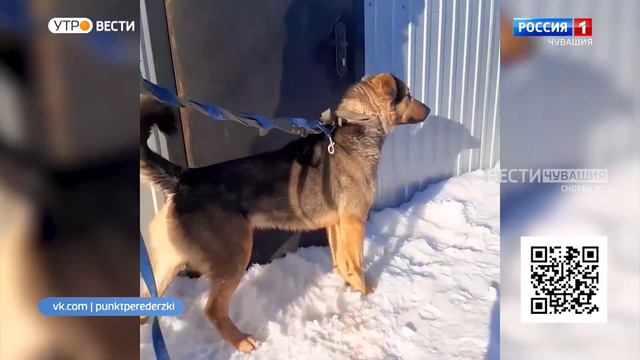 Проект "Найди друга". №19. Друг, который точно не бросит в беде - Банди смотреть онлайн