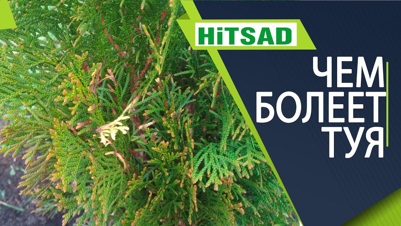 ВАЖНО! Чем болеет ваша туя ✔️Готовим тую к зиме ✔️ КОНКУРС НАЙДИ СЛОВО