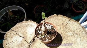 (Uncarina roeoesliana) Ункарина