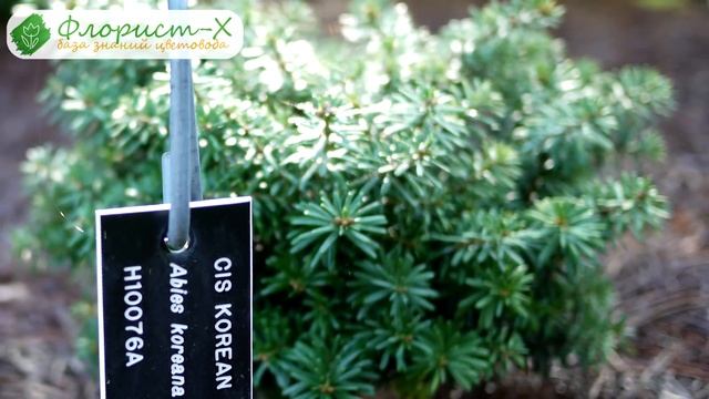 ? Дерево пихта – посадка и уход: пихта зимой и осенью; виды и сорта пихты смотреть онлайн