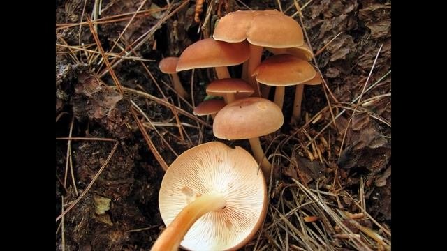 Gymnopus Fusipes