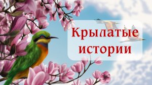 Крылатые истории. Видеорепораж