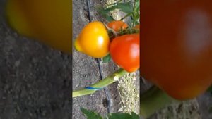 Импортозамещение!Кушаите на здоровье томат из станицы Кривянской!Кашерный продукт,на здоровье!!!