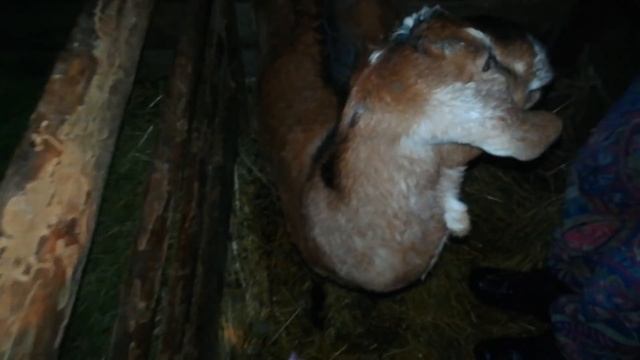 КУПИЛИ ДОМ В ДЕРЕВНЕ. ХОЗЯЙСТВО ПОПОЛНЯЕТСЯ В СНЕГОПАД. ОКОТ ЕЩЕ ОДНОЙ КОЗЫ. смотреть онлайн