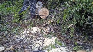 спилил БОЛЬШУЮ осину, пилю ее 3 часа.