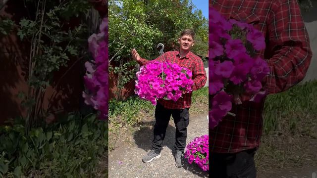 Супер петуния из семян для кашпо смотреть онлайн