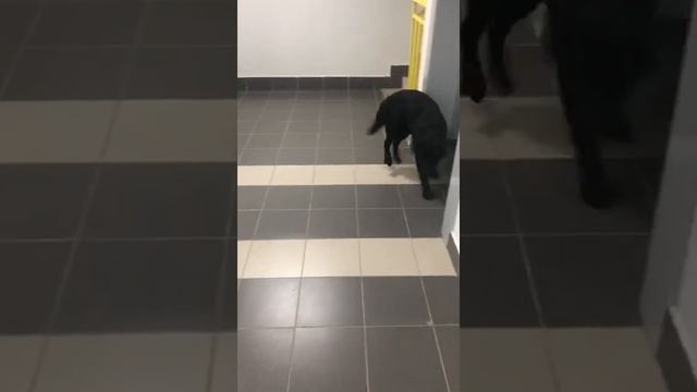 Лабродор Дики большой мальчик боится лестницы ?❤️. Поеду только на лифте. смотреть онлайн