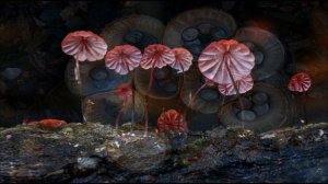 грибы макросъёмка