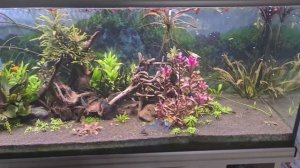 Подмена воды в аквариуме