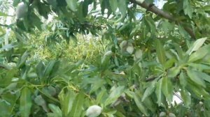 Сорт миндаля Никитский 22-40