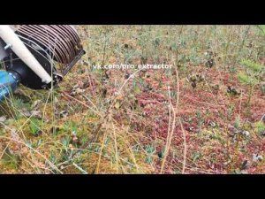 Клюква и шуруповёрт Makita (экстрактор клюквы) сезон 2023