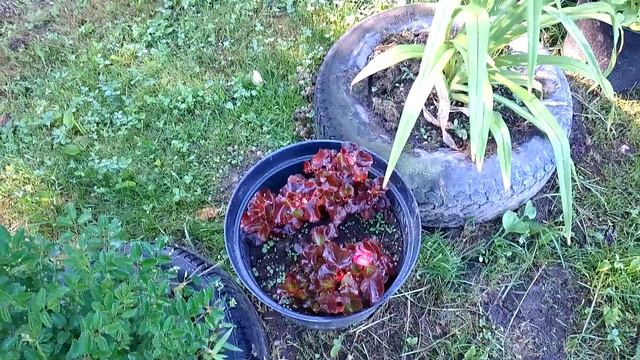 Новости моего сада. Клеома. Слива, крыжовник, черная смородина. смотреть онлайн