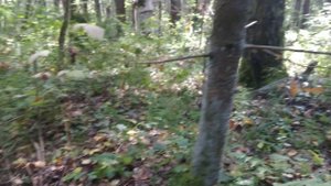 Лисички, лес и паутина