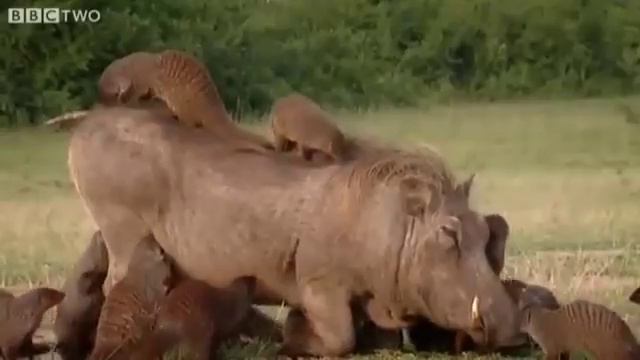 Кабан и Мангусты или встреча Пумбы с Тимонами смотреть онлайн