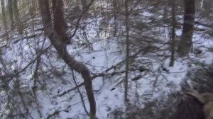 ОХОТА НА ВОЛКА НА ПРИВАДЕ// ПОПАЛСЯ ВОЛЧАРА