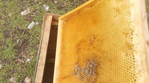 Как избавиться от плесени на пчелорамках. Легко и просто
