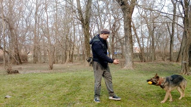 Занятие с немецкой овчаркой Порода немецкая овчарка Как дрессировать немецкую овчарку Овчарка