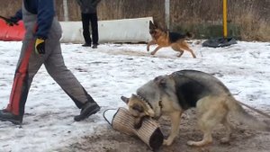 Восточно-европейские овчарки питомника "Веолар"