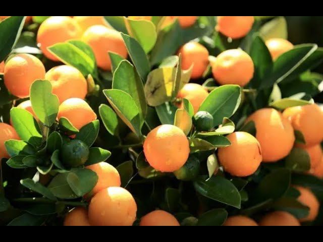 Плохой урожай: взлетят ли цены на мандарины перед Новым годом в РФ