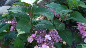 Hydrangea Twist & Shout AvonTrial Garden.MP4