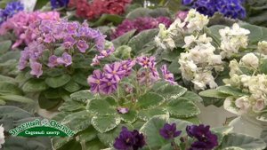 Выставка фиалок, мини и полумини фиалки, сорта и уход