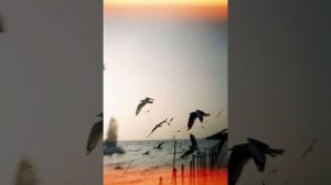 Эльчин Сафарли Расскажи мне о море (отрывок из книги)