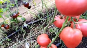 Томат Сердце Иванушки.