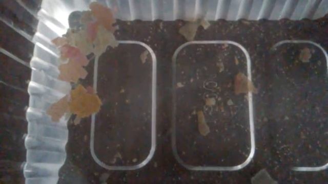 Малёк гуппи. Часть 2. смотреть онлайн