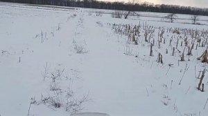 буран дизель