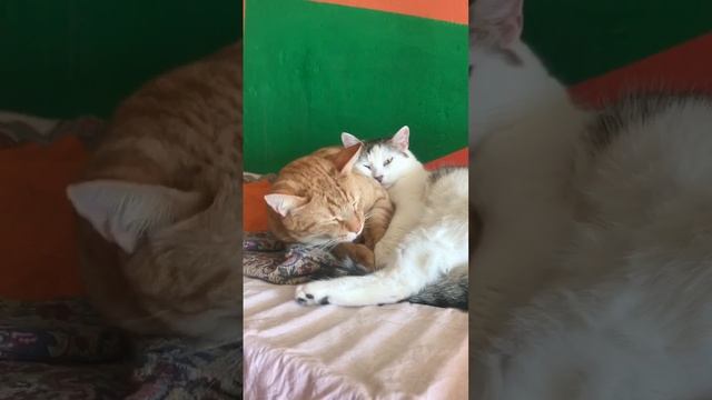 Кошачьи нежности)))