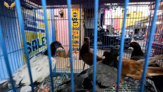 ₹175முதல் birds | Cheapest pet market