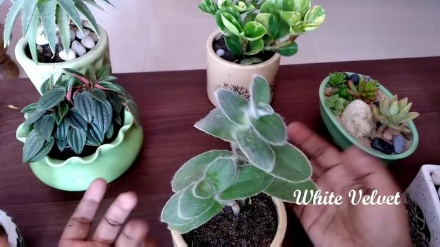 My Succulent Collection with their name /#succulentaddict/ My Succulent plant collection tour(Hindi смотреть онлайн