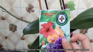 Цитокининовая паста для орхидей — применение