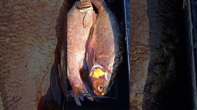 Копчение рекордного Язя на 2кг 200гр пойманного мной на р Ока в Луховицком районе