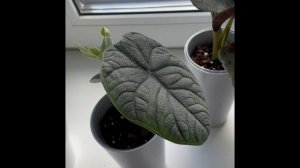 Обзор кашпо