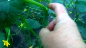 НУЖНО ЛИ ПАСЫНКОВАТЬ ОГУРЦЫ