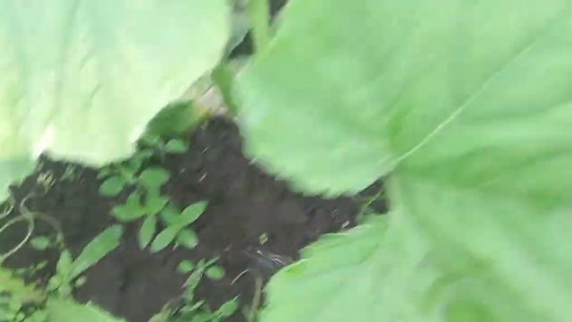 Гигантские тыквы смотреть онлайн