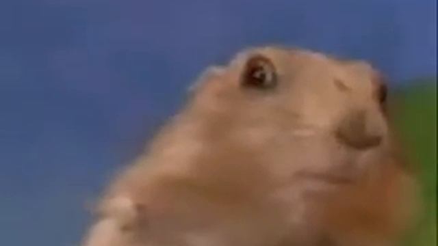 Зловещий взгляд суслика video.khabara.ru смотреть онлайн