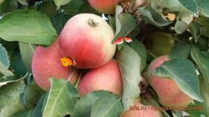 Яблоня колоновидная Васюган (malus vasiugan) ? Васюган обзор: как сажать, саженцы яблони Васюган