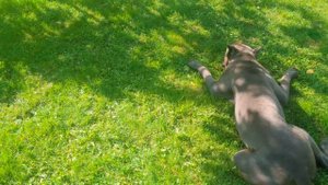 Кане Корсо.  Cane corso один прием пищи при трёхразовом питании.