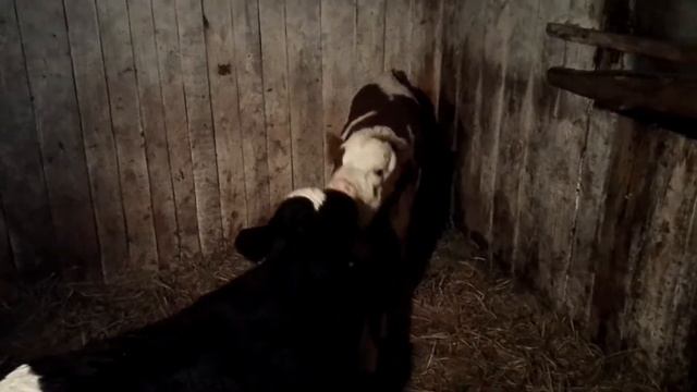 Телячьи нежности смотреть онлайн