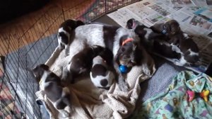 Spinone Italiano Puppies