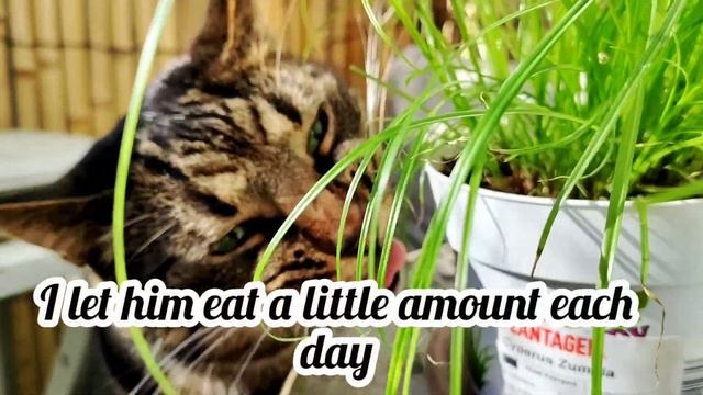 Cat Grass From Store & Care - Cyperus Zumula - Manfaat Rumput Kucing смотреть онлайн