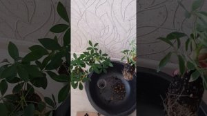 Пересадка Шеффлера мелколистная вариегатная.