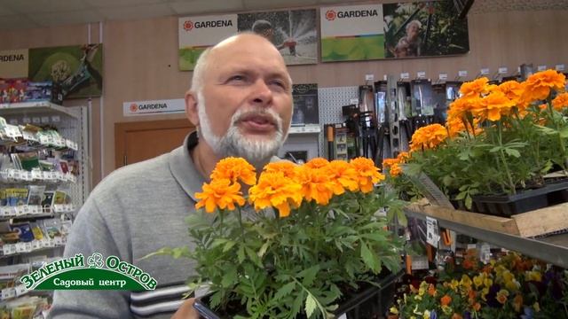 Бархатцы против нематоды