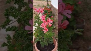 Герань душистая. Пеларгония(герань) размножение и уход в домашних условиях