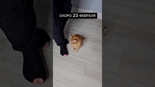 Уже подготовили подарки для своих мужчин? #коты #животные #праздник #23февраля