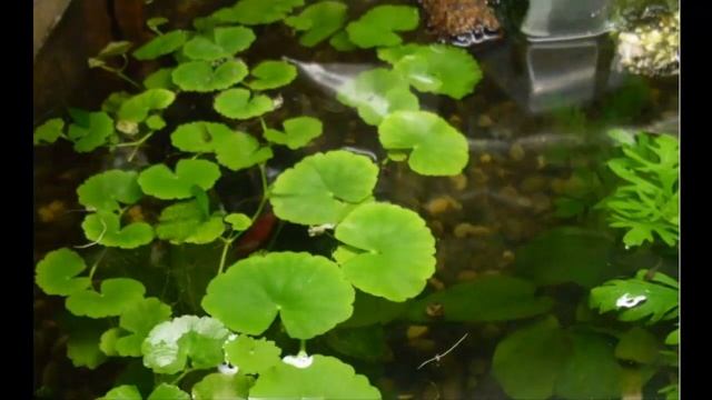 Водные растения9 Декоративные растения смотреть онлайн